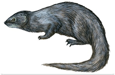 Mongoose (Herpestes Nyula)