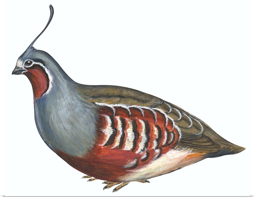 Educational illustration of the mountain quail.