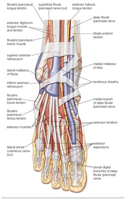 Muscles of dorsum of foot
