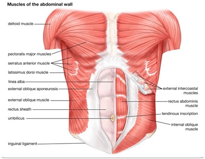 Muscles of the abdominal wall - anterior view