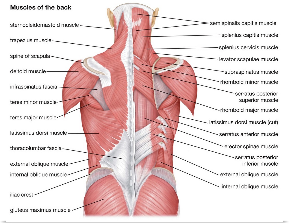 Muscles of the back - posterior view