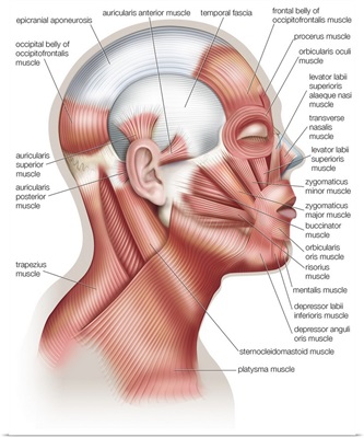 Muscles of the face and head - lateral view