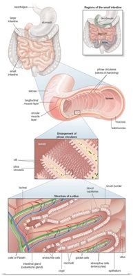 Musculature and mucosa of the small intestines