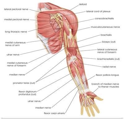 Nerves of the left arm - anterior view. nervous system