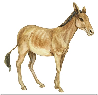 Onager (Equus Onager)