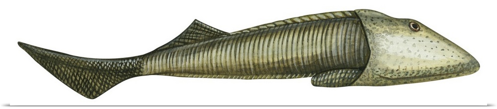 Ostracoderm (Ostracoderma), Fishlike Animal, Fossil