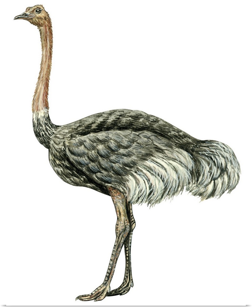 Educational illustration of the ostrich.
