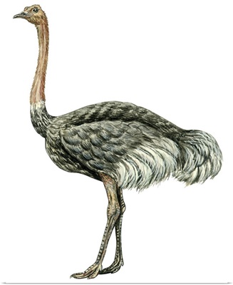 Ostrich (Struthio Camelus) Illustration