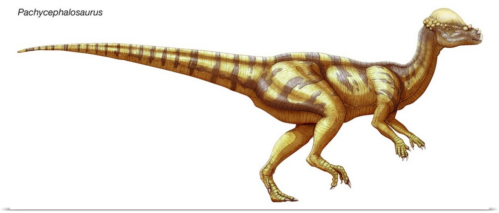 An illustration from Encyclopaedia Britannica of the dinosaur Pachycephalosaurus.
