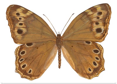 Pearly-Eye Butterfly (Lethe Portlandia)