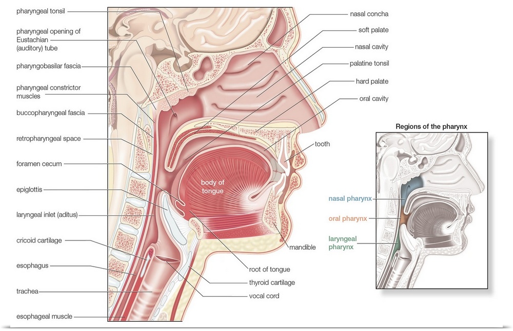 Pharynx sagittal section