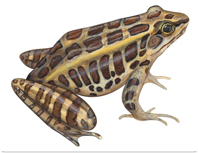 Pickerel Frog (Rana Palustris) Illustration