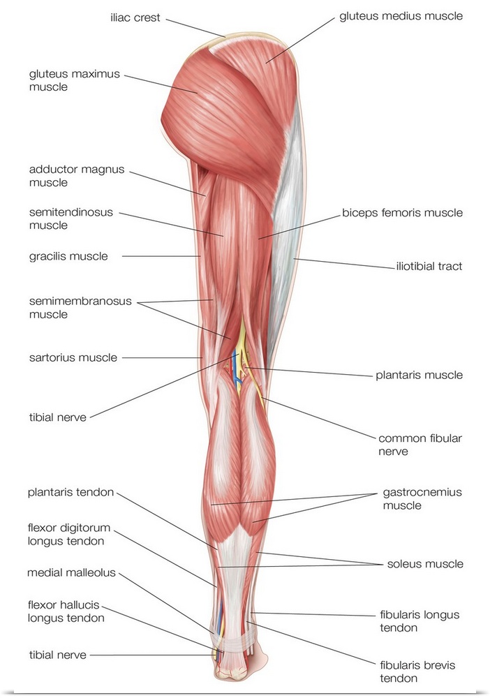 Posterior view of the muscles of the hip, thigh, and lower leg