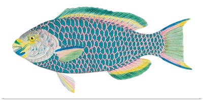 Queen Parrot Fish (Scarus Vetula)