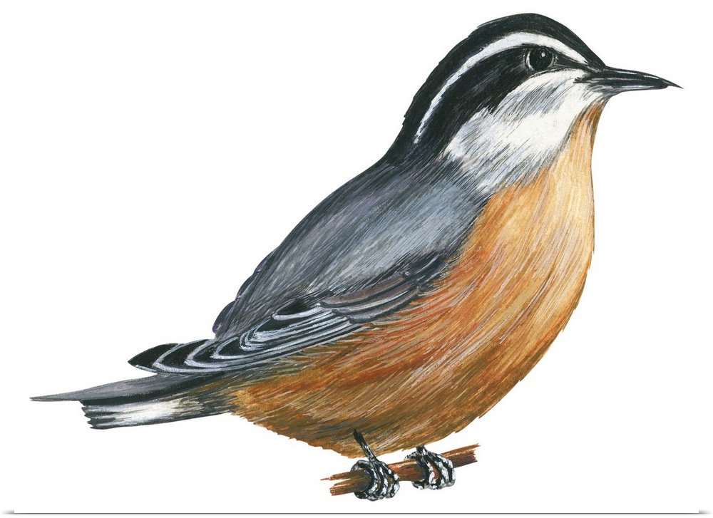 Educational illustration of the red-breasted nuthatch.