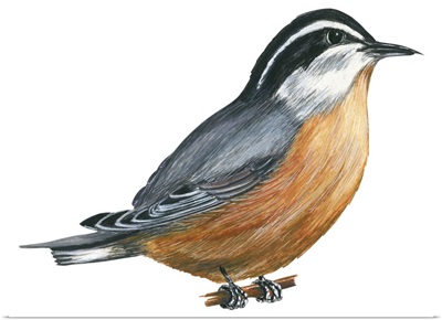 Red-Breasted Nuthatch (Sitta Canadensis) Illustration