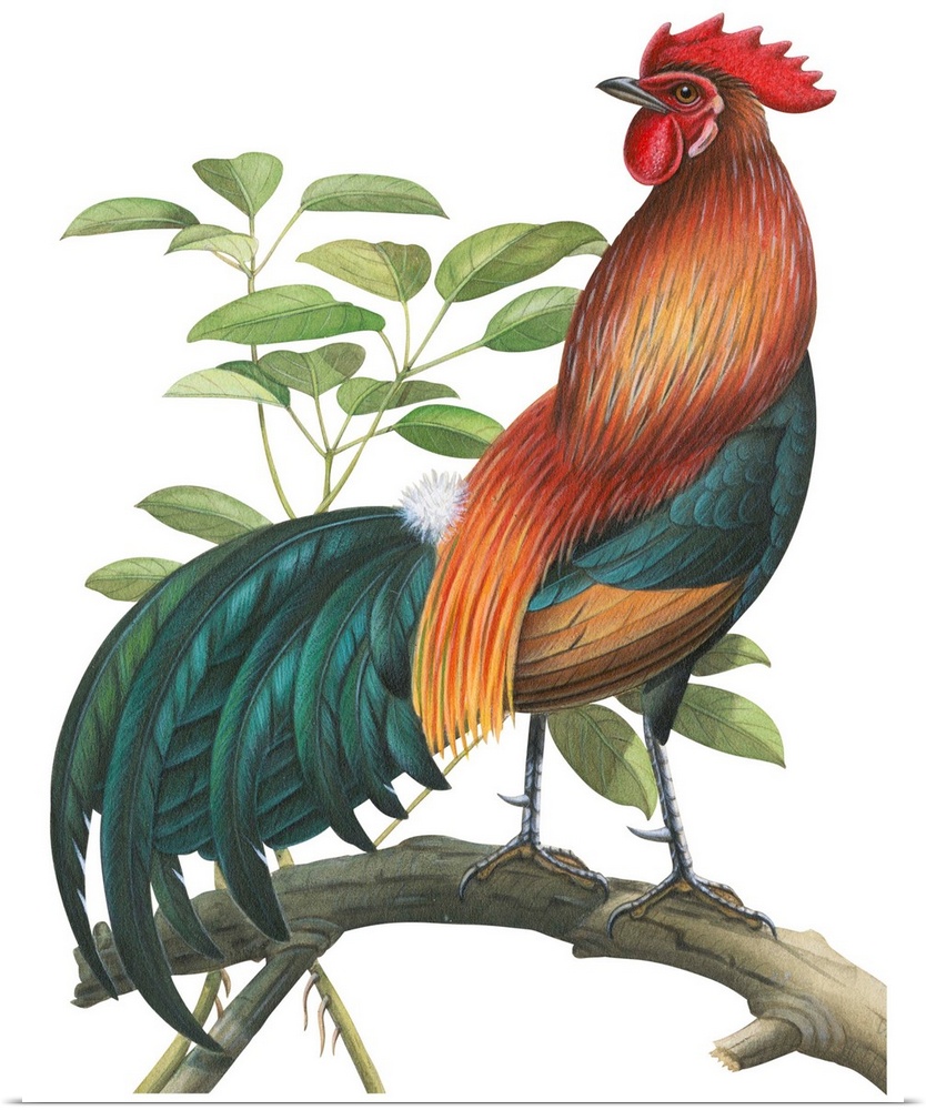 Educational illustration of the red jungle fowl.
