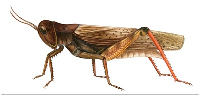 Red-Legged Grasshopper (Melanoplus Femur-Rubrum)