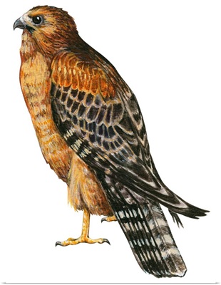 Red-Shouldered Hawk (Buteo Lineatus) Illustration