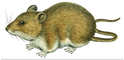 Rice Rat (Oryzomys Palustris)