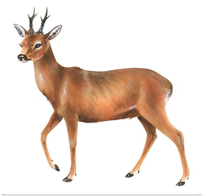 Roe Deer (Capreolus)