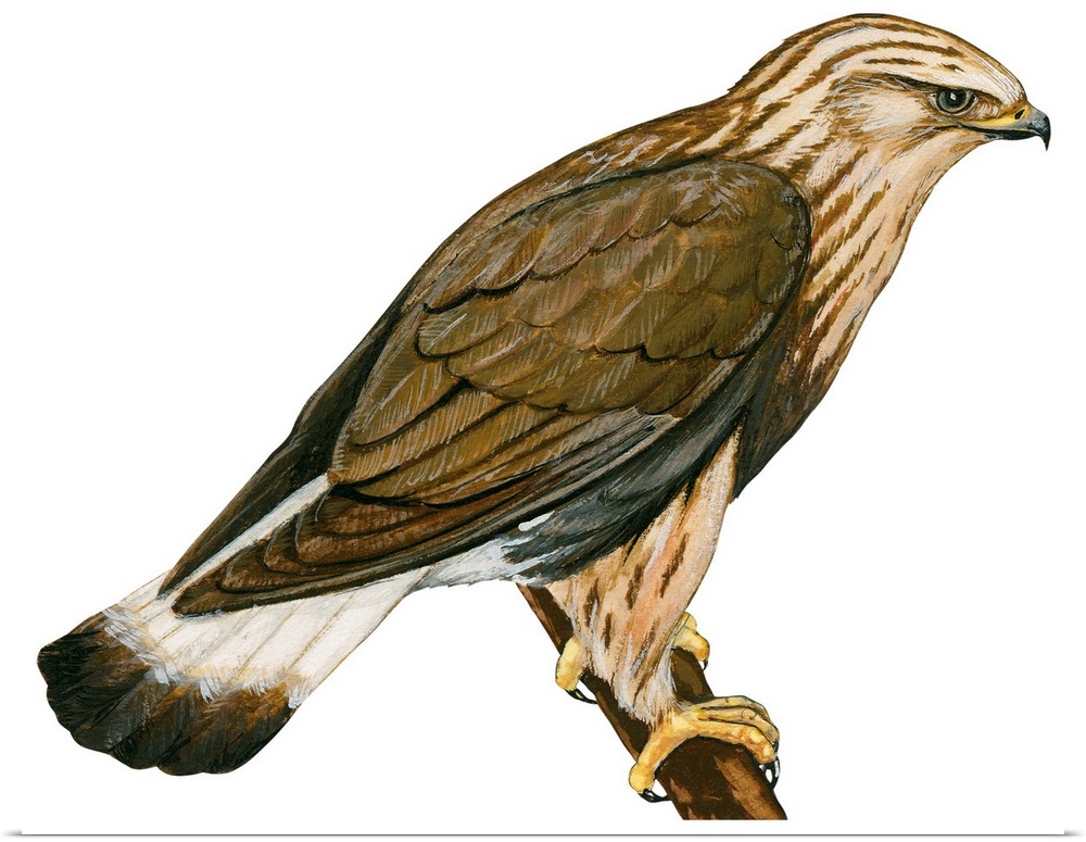 Educational illustration of the rough-legged hawk.