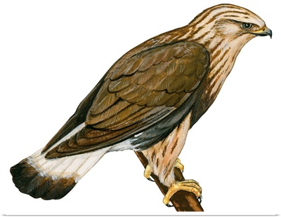 Rough-Legged Hawk (Buteo Lagopus) Illustration