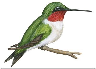 Ruby-Throated Hummingbird (Archilochus Colubris) Illustration