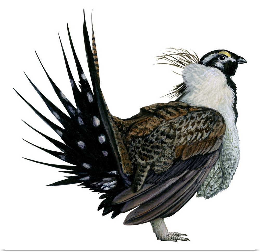 Educational illustration of the sage grouse.