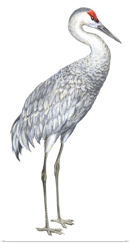 Educational illustration of the sandhill crane.