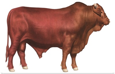 Santa Gertrudis Bull, Beef Cattle
