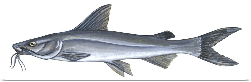 Sea Catfish (Galeichthys Felis)