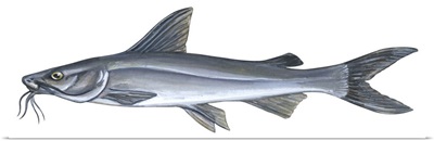 Sea Catfish (Galeichthys Felis)