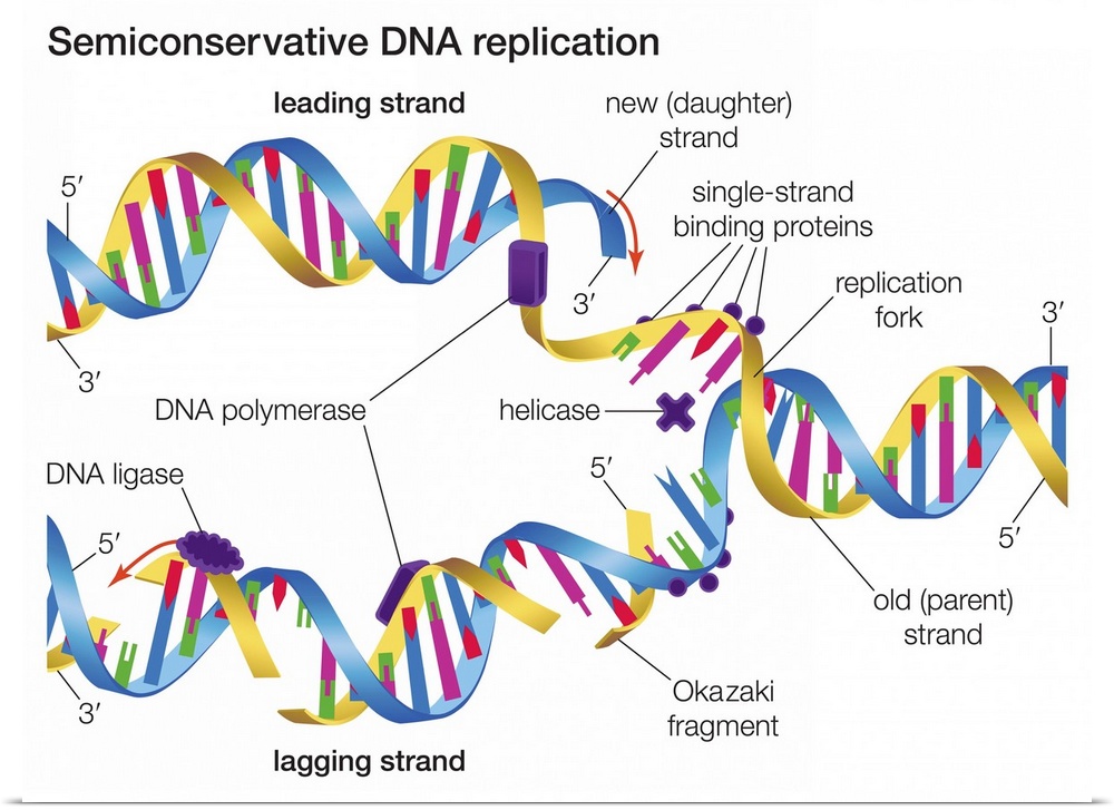 In semiconservative DNA replication an existing DNA molecule separates into two template strands to which new nucleotides ...