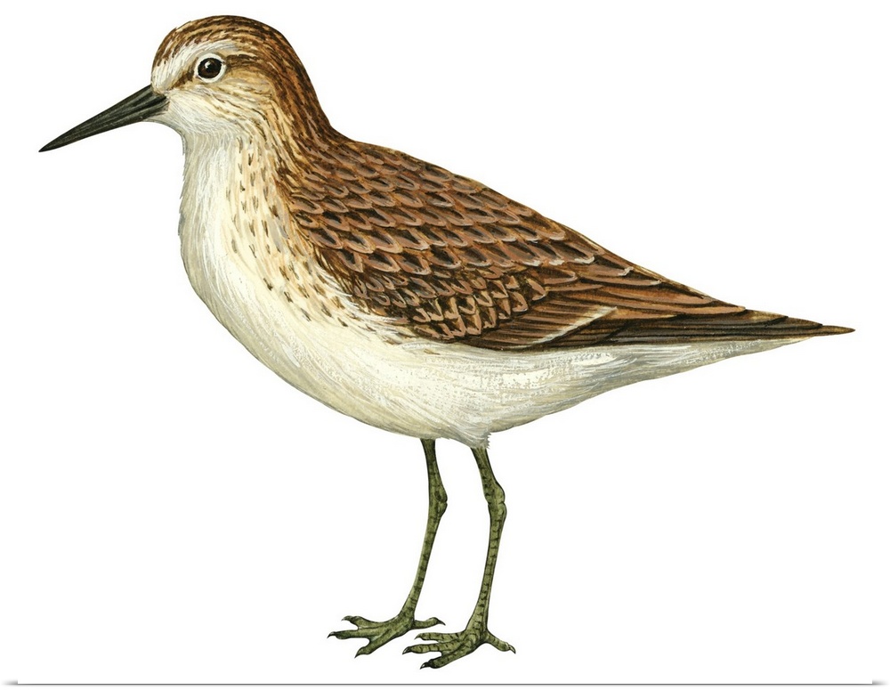 Educational illustration of the semipalmated sandpiper.