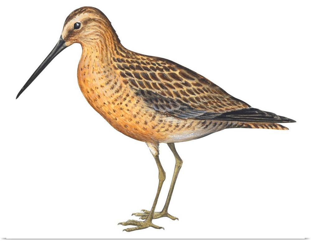Educational illustration of the short-billed dowitcher.