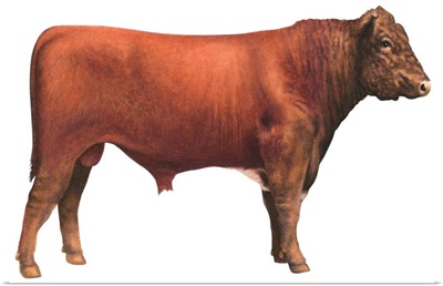 Shorthorn Bull, Beef Cattle