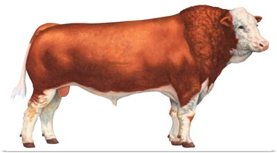 Simmental Bull, Beef Cattle