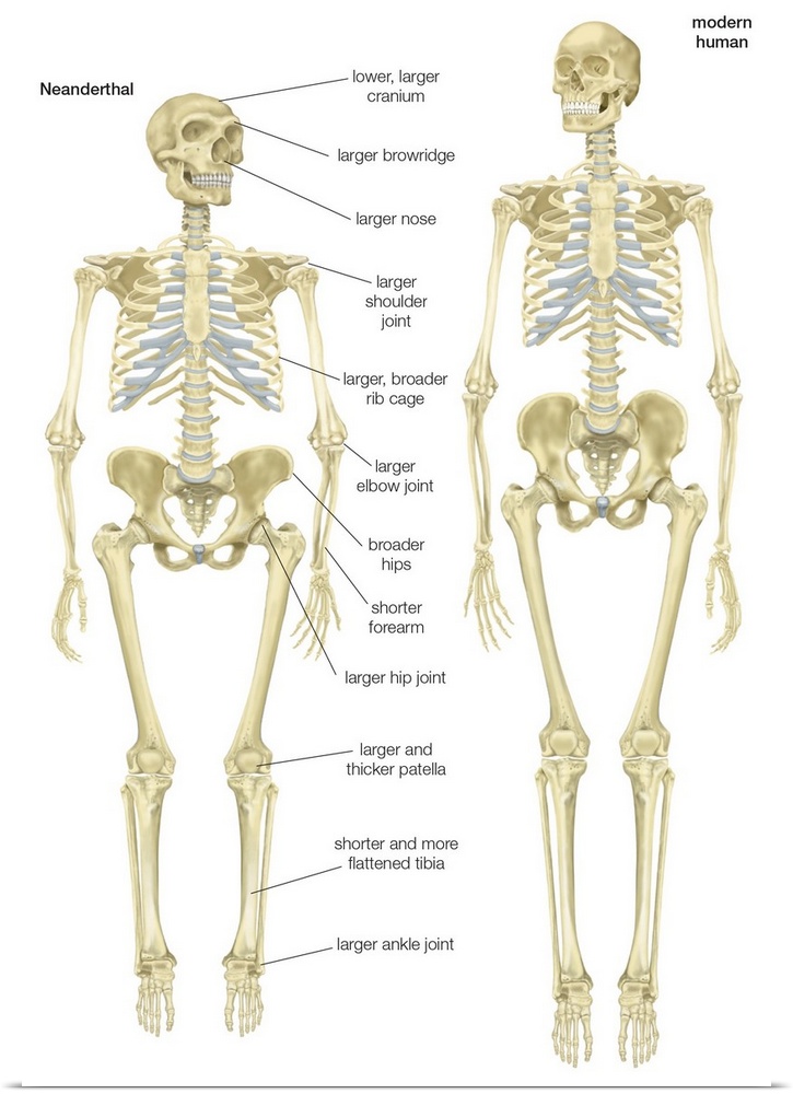 Skeleton of a Neanderthal (Homo neanderthalensis) compared with a skeleton of a modern human (Homo sapiens)