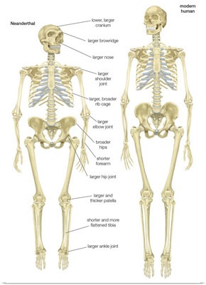 Skeleton of a Neanderthal compared with that of a modern human
