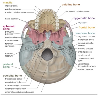 Skull - inferior view. skeletal system