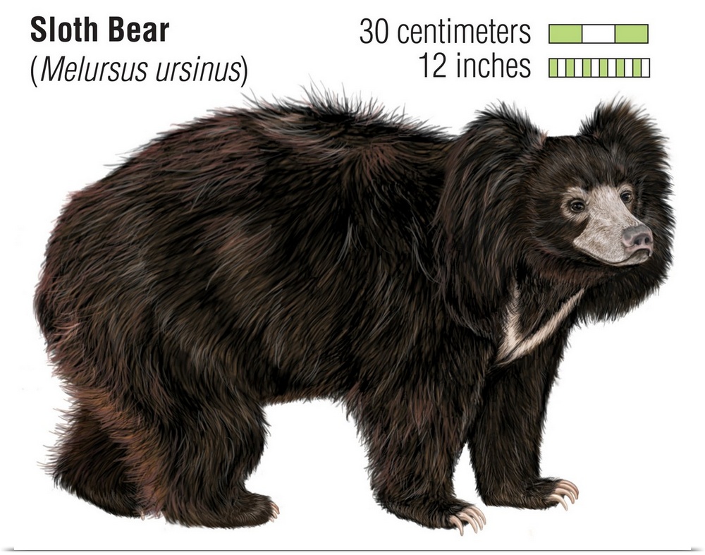 Sloth Bear (Melursus Ursinus)