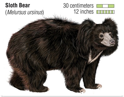 Sloth Bear (Melursus Ursinus)