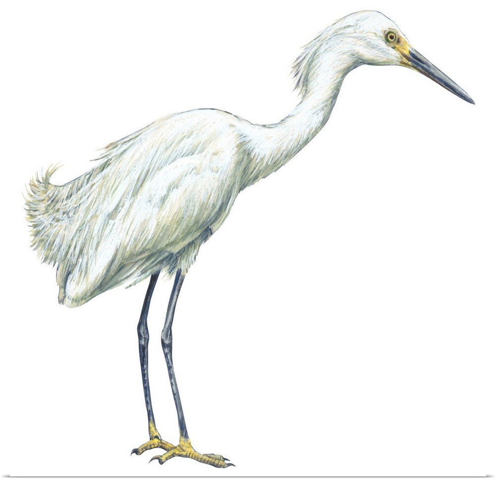 Educational illustration of the snowy egret.