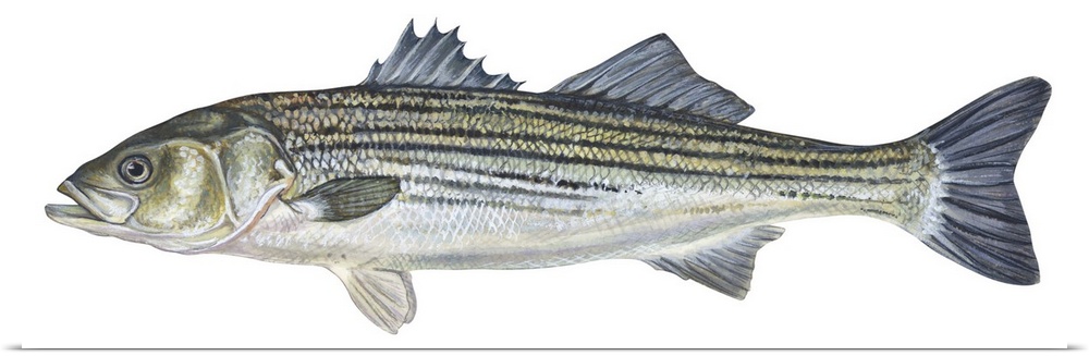 Striped Bass (Roccus Saxatilis)