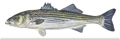 Striped Bass (Roccus Saxatilis)