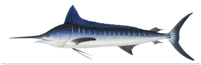 Striped Marlin (Kajikia Audax)