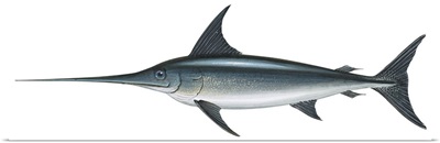 Swordfish (Xiphias Gladius)