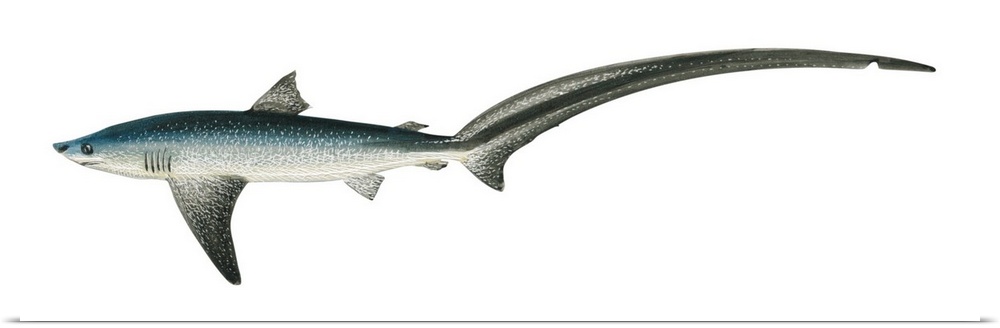 Thresher Shark (Alopias Vulpinus)