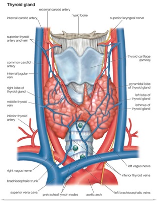 Thyroid gland. endocrine system